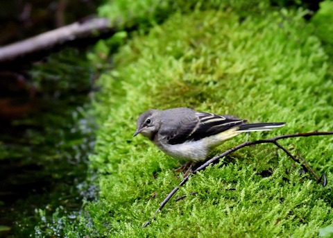 キセキレイ幼鳥8182