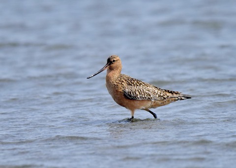 オオソリハシシギ4348