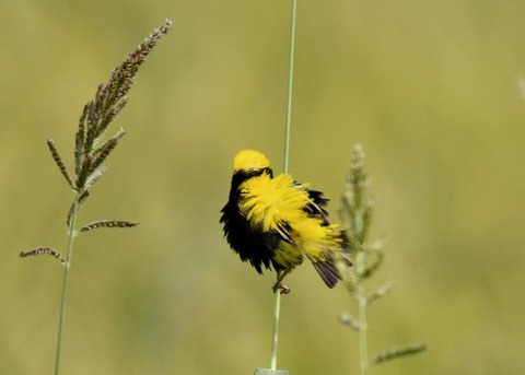 オウゴンチョウ1277