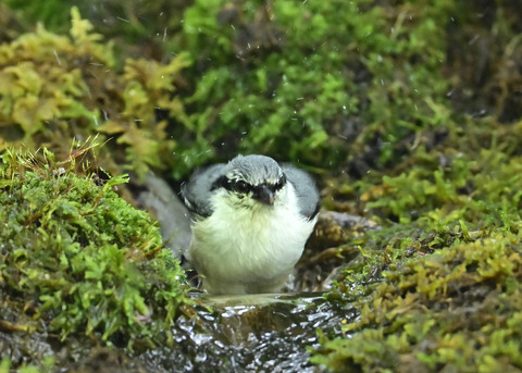 ゴジュウカラ1497