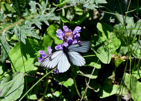 ミヤマシロチョウ♂2911