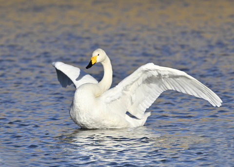 オオハクチョウ7652