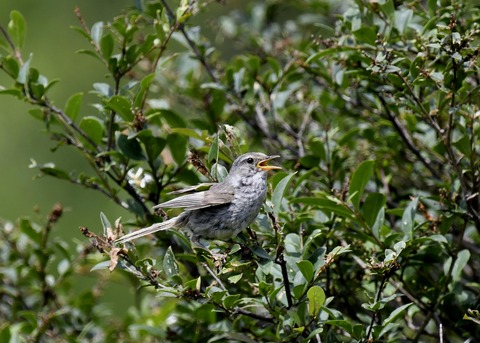 ウグイス幼鳥2490