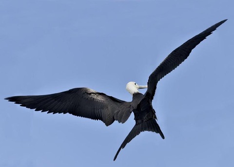 オオグンカンドリB3966