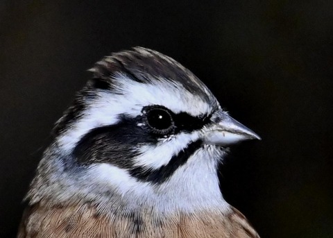 ホオジロ♂3501(3579)