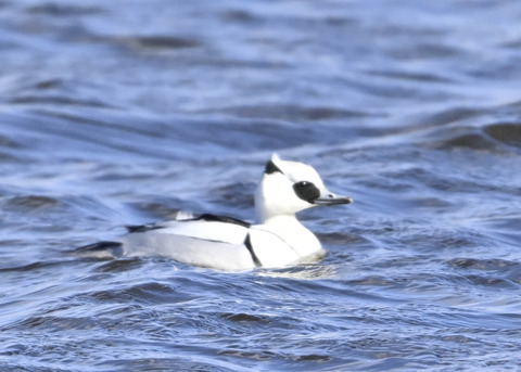 ミコアイサ♂9098