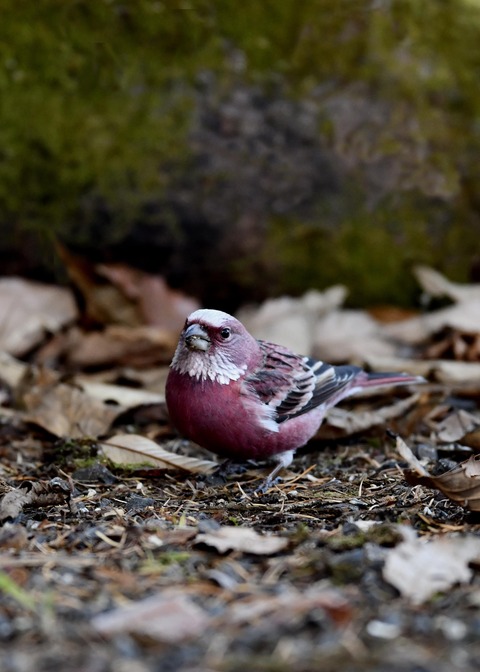 オオマシコ♂9751