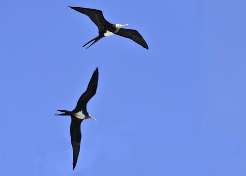 オオグンカンドリ7459