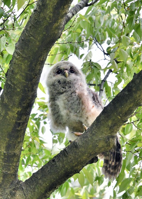 フクロウのヒナ②4289