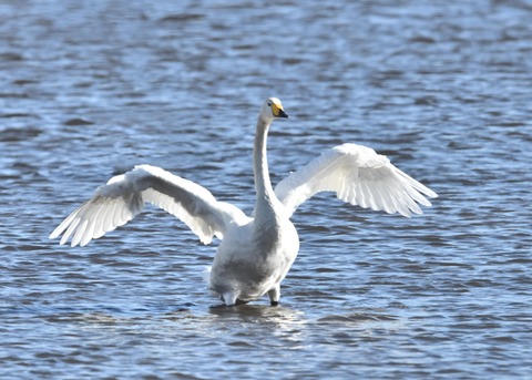 オオハクチョウ1553