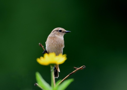 ノビタキ♀冬羽3929