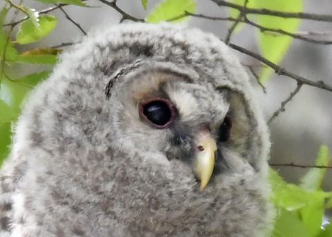 フクロウのヒナ①7583