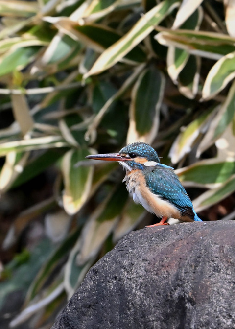カワセミ♀9059