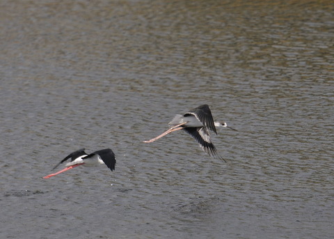 飛ぶ・セイタカシギ0198