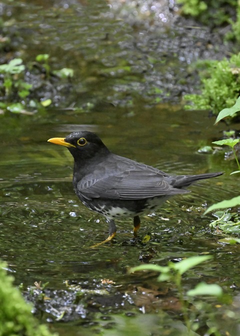 クロツグミ♂3387