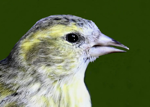 マヒワ♀1001
