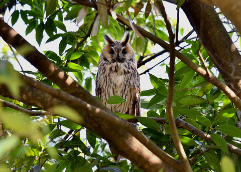 トラフズク♂2230