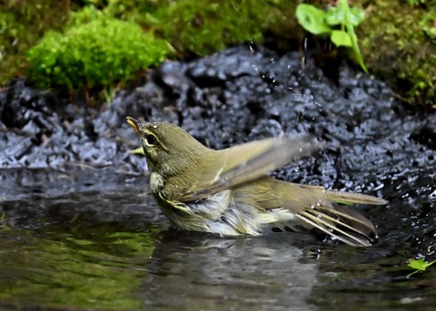 メボソムシクイ0356