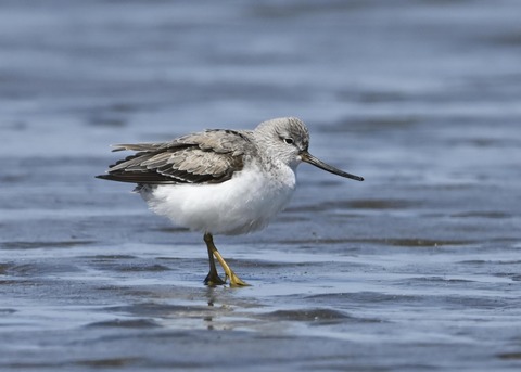 ソリハシシギ3263