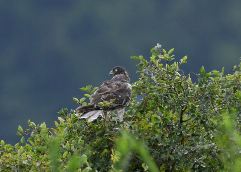 ズグロチュウヒ3244