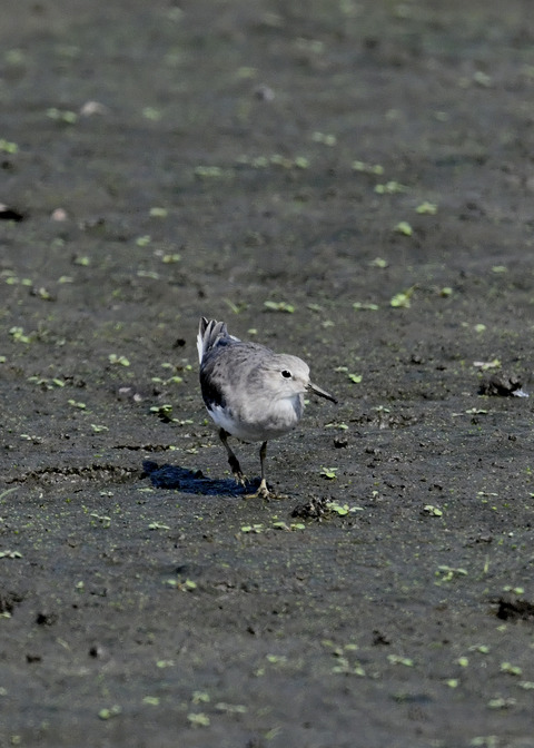 オジロトウネン5026