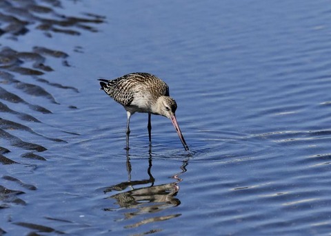 オオソリハシシギ8975