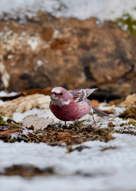 オオマシコ♂3289