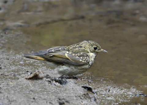 キビタキ幼鳥2835