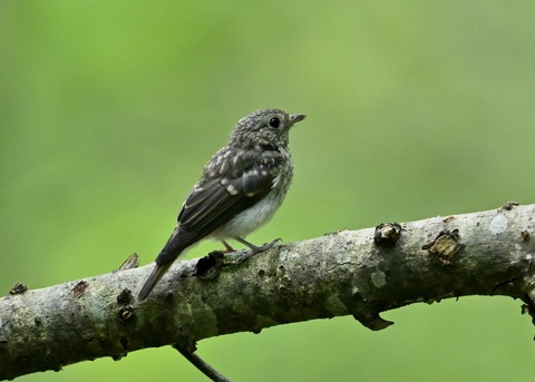 キビタキ幼鳥5798