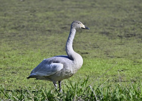 オオハクチョウ幼鳥3065
