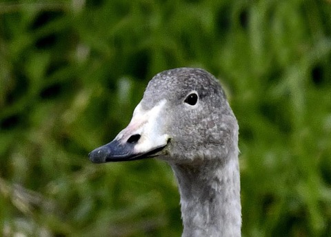 オオハクチョウ1001
