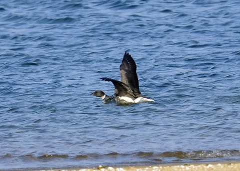 飛ぶ・コクガン0935