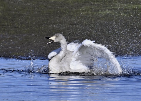 オオハクチョウ幼鳥3510