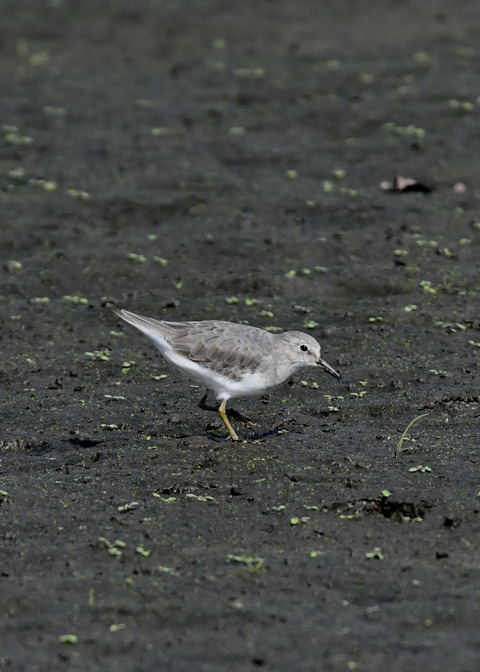オジロトウネン5044
