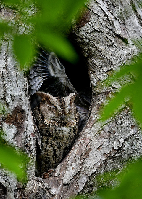 オオコノハズクのヒナ6322