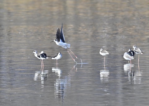 セイタカシギ2598