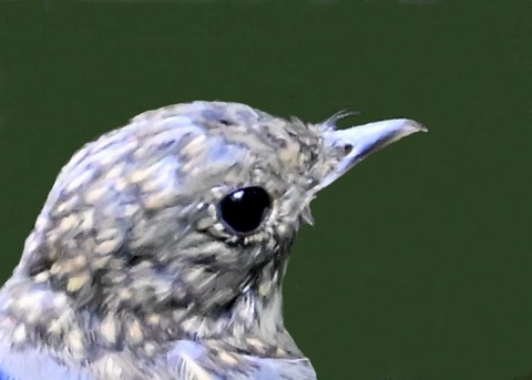 オオルリ♂幼鳥7003