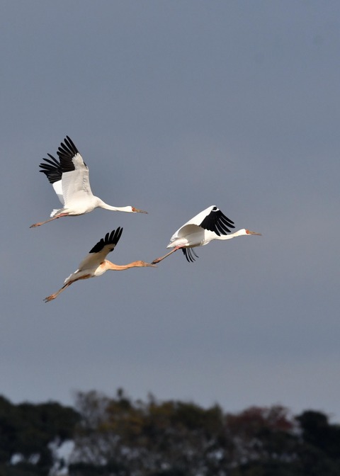 飛ぶ・ソデグロヅル8242