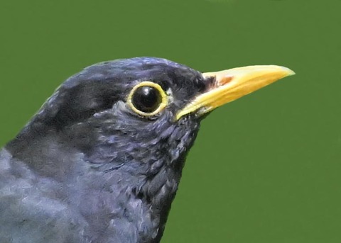 クロツグミ♂3001