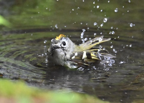 キクイタダキ♂1165