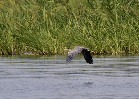 ムラサキサギ6638