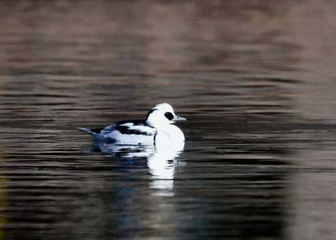 ミコアイサ♂8392