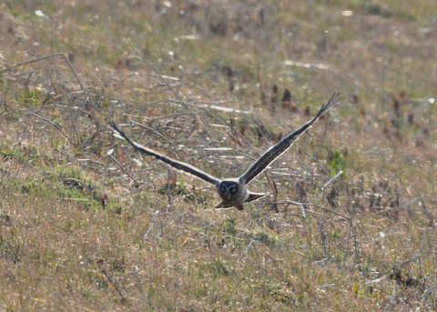ハイイロチュウヒ♀4023