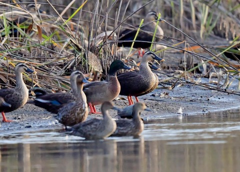 マガモのハイブリッド9590