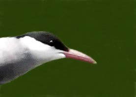 クロハラアジサシ0000