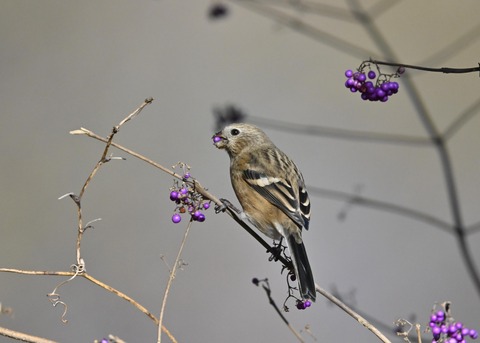 ベニマシコ♀0976