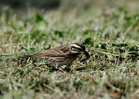 キマユホオジロ♀2397