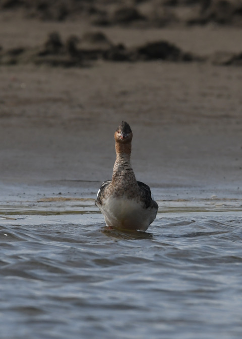 ウミアイサ♀2857