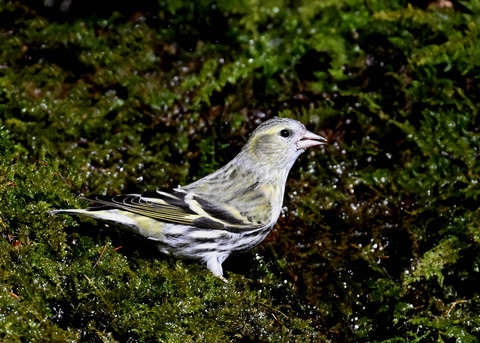 マヒワ♀8084