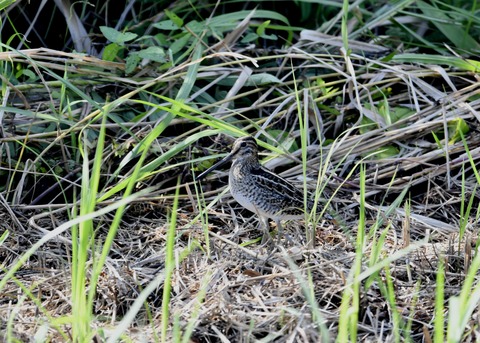 チュウジシギ0252